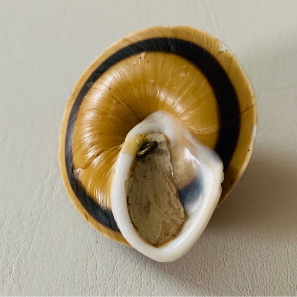 Sea Shell buttons - Picture 3 of 9